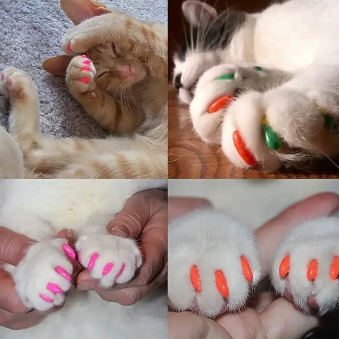 Bouchons d'ongles souples pour chats, avec applicateur de colle adhésive, couverture de griffe de pa