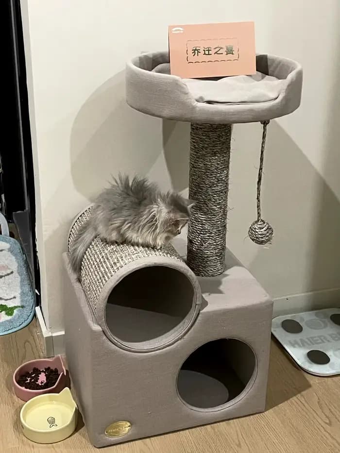 Tunnel pour chat, arbre à chat avec poteaux à gratter, maisonnette, accessoires pour animaux de comp