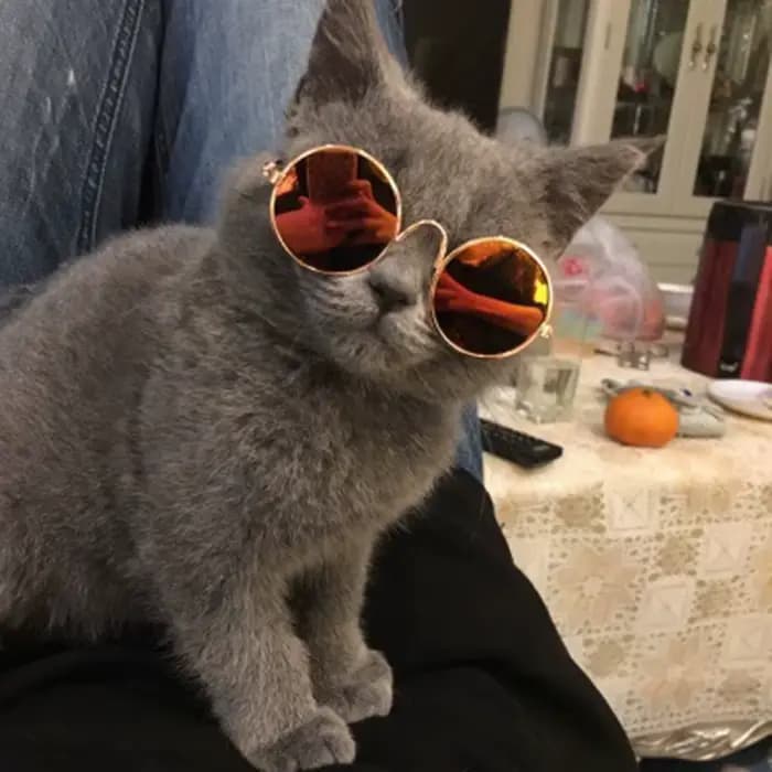 Lunettes rondes Vintage pour animaux de compagnie, accessoires pour chats, accessoires de Photos pou