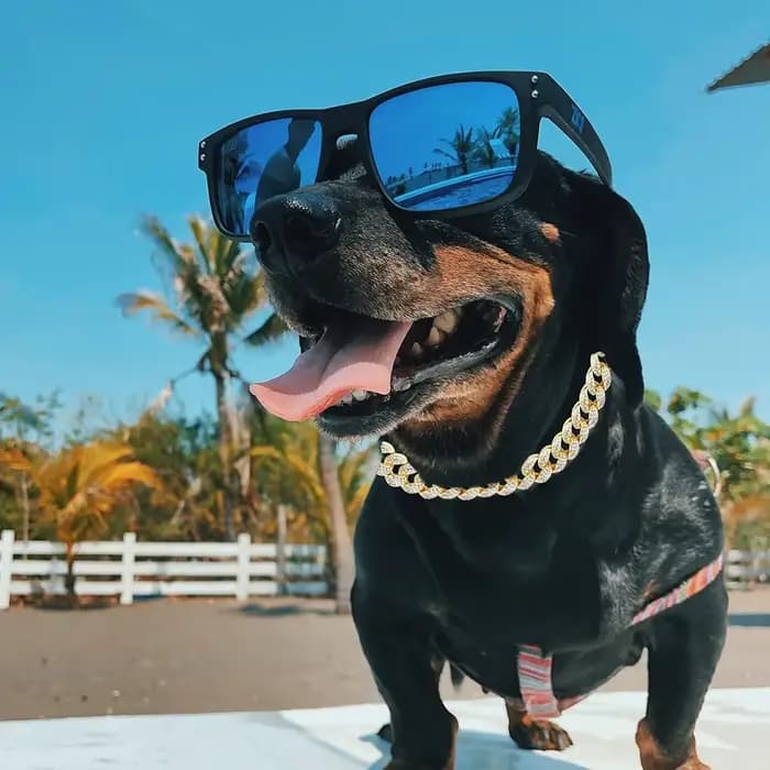 Collier de luxe en diamant pour chien, chaîne cubaine en or, collier en métal pour animaux de compag