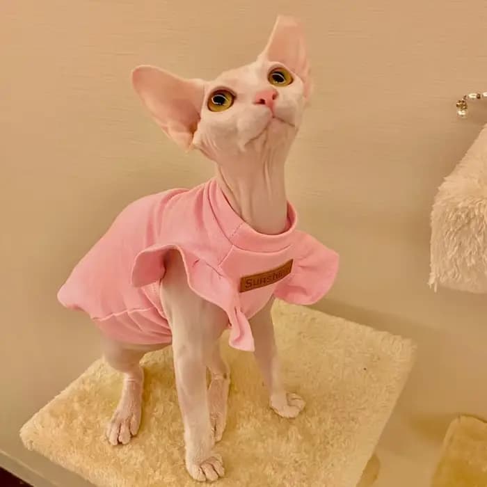 Sphynx – vêtements de luxe pour chat, robe fantaisie d'été pour chien, sans poils, petit bouledogue 