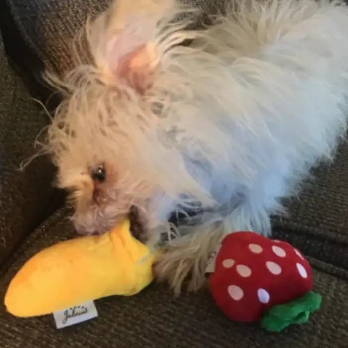 Un ensemble de 7 pièces de jouets sonores pour chiots