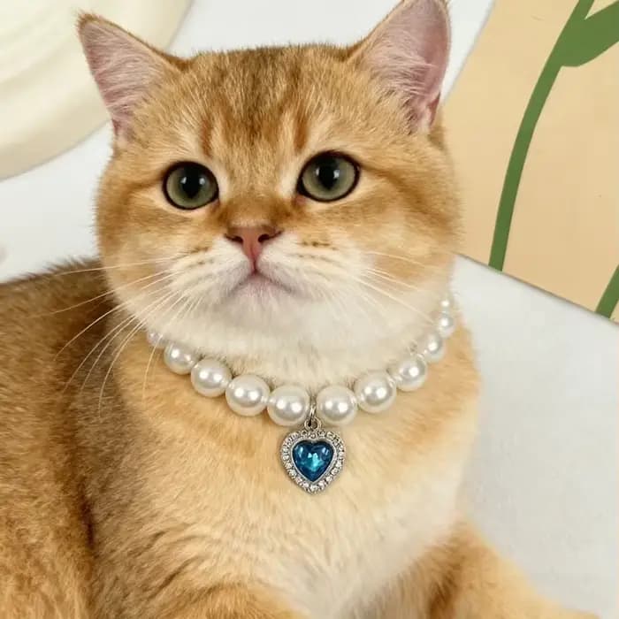 Nouveau collier décoratif pour chat