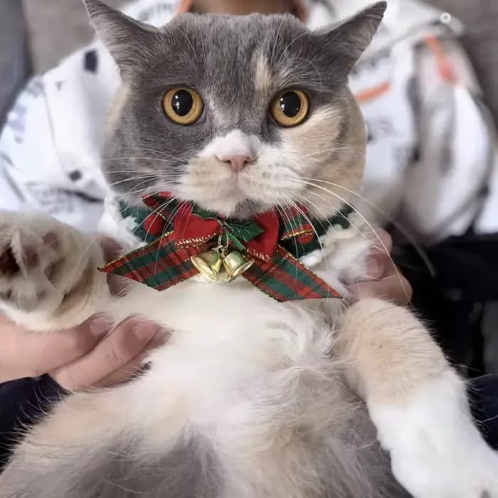 Collier à nœud papillon en laine au crochet pour chat mignon