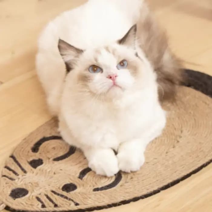 Tapis griffoir pour chat