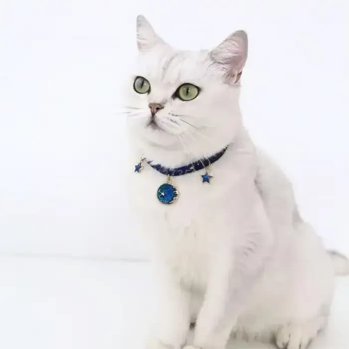 Collier de chat élastique simple et délicat