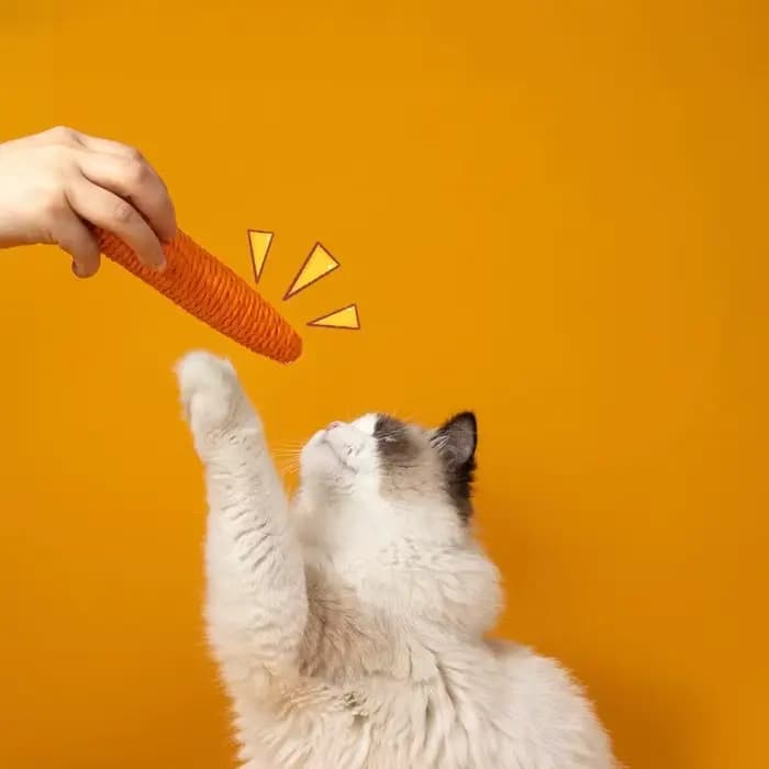 Bâton à mâcher amusant pour chat avec son