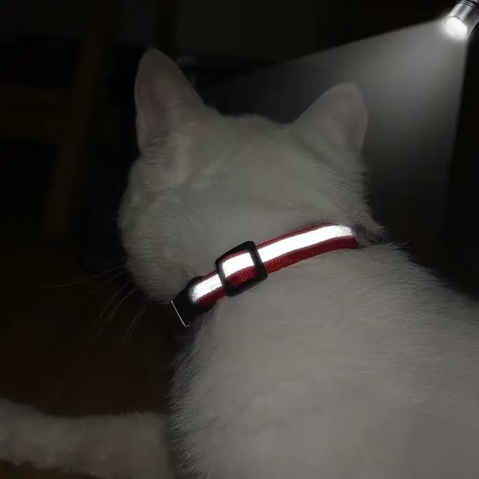 Collier réfléchissant pour chat gravé