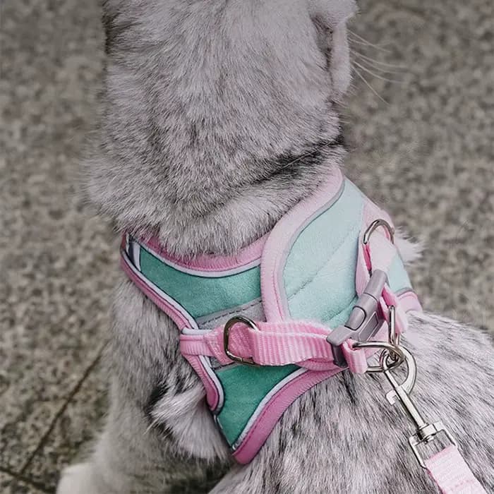 Ensemble de laisse et de collier pour chat