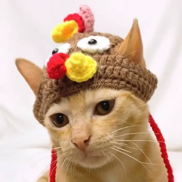 Accessoires pour chats