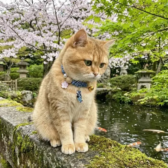 Collier anti-puces réglable pour chat