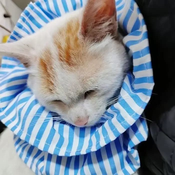 Collier élisabéthain pour animaux compagnie