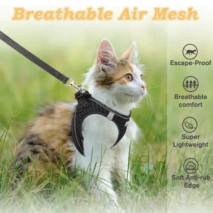 Harnais et laisse pour chat pour la promenade