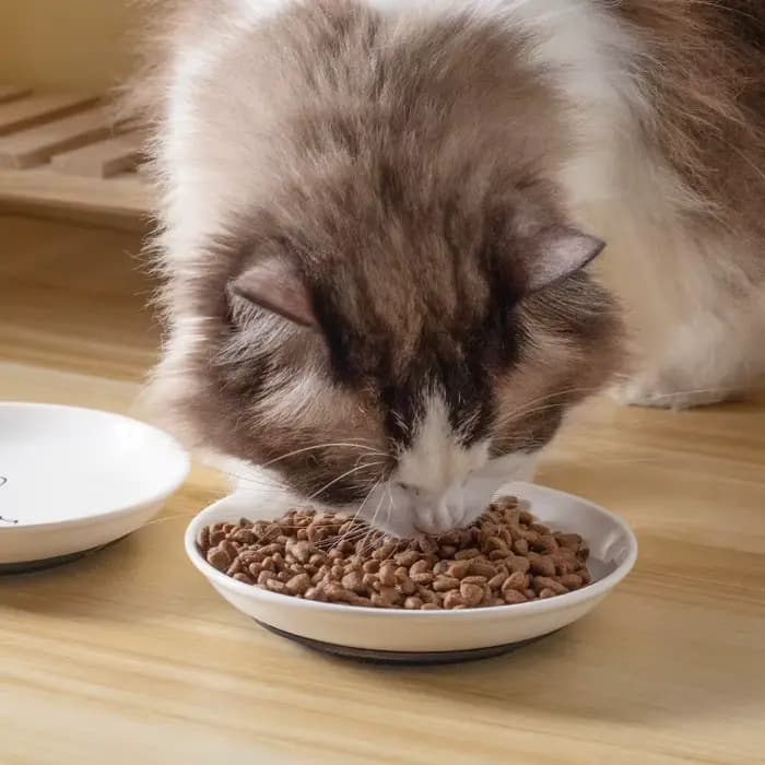 Gamelle en céramique pour chatons ; Assiette antidérapante pour chat ; Support en silicone ; Essentiels charmants pour animaux de compagnie