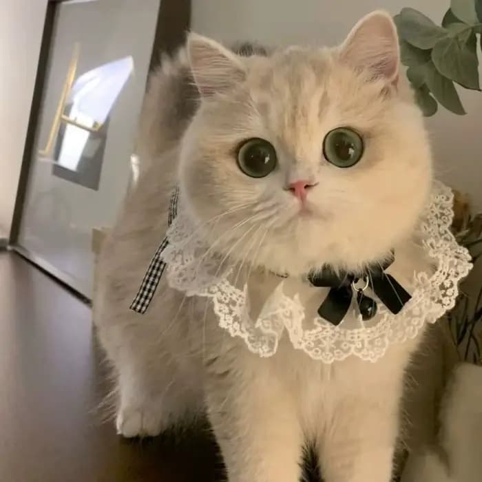 Collier pour chat et chien en soie