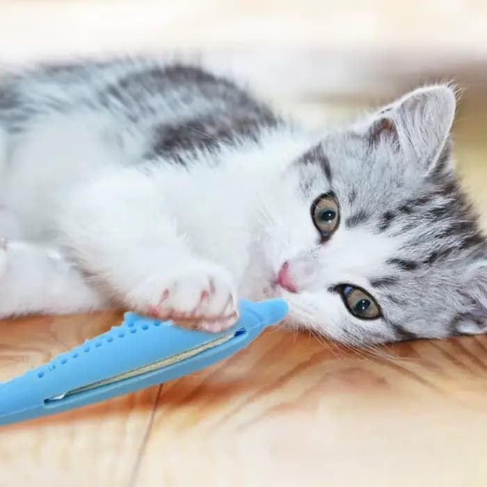 Jouet de brossage des dents de chat