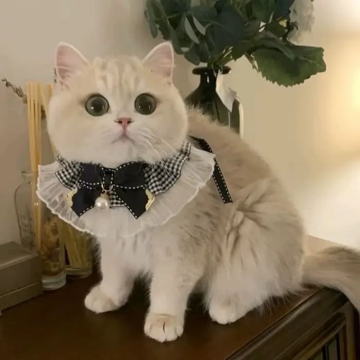 Collier pour chat et chien en soie