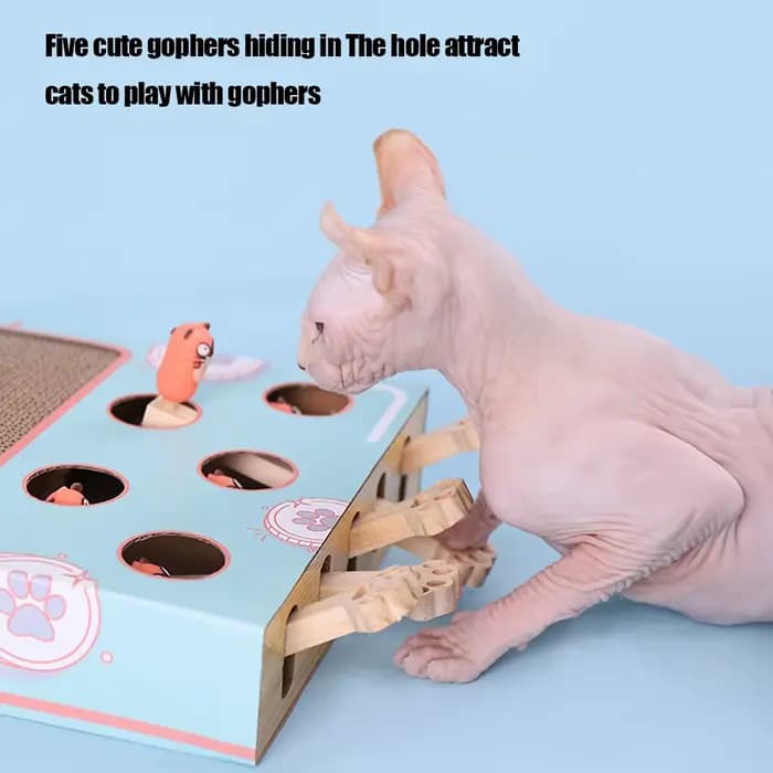 Boîte de jeu pour chat