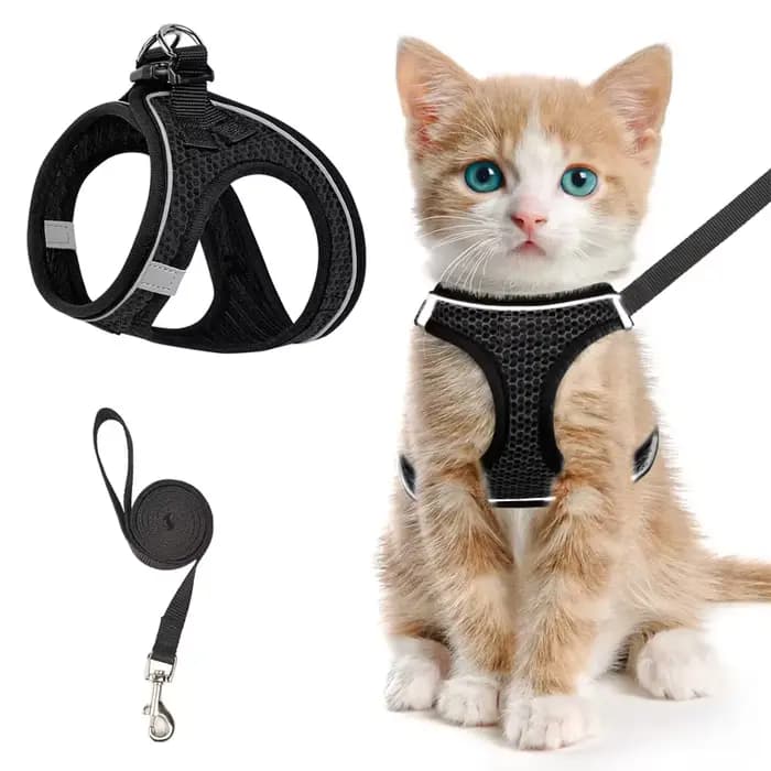 Harnais et laisse pour chat pour la promenade