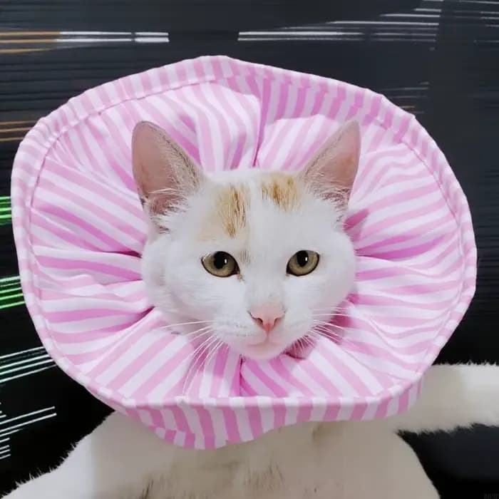 Collier élisabéthain pour animaux compagnie