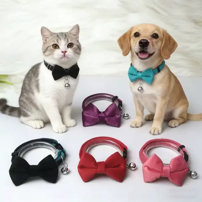 Collier pour animaux de compagnie en velours