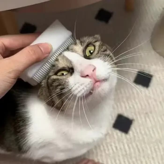 Brosse de Massage pour chat