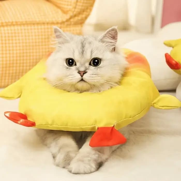 Collier élisabéthain réglable pour chat