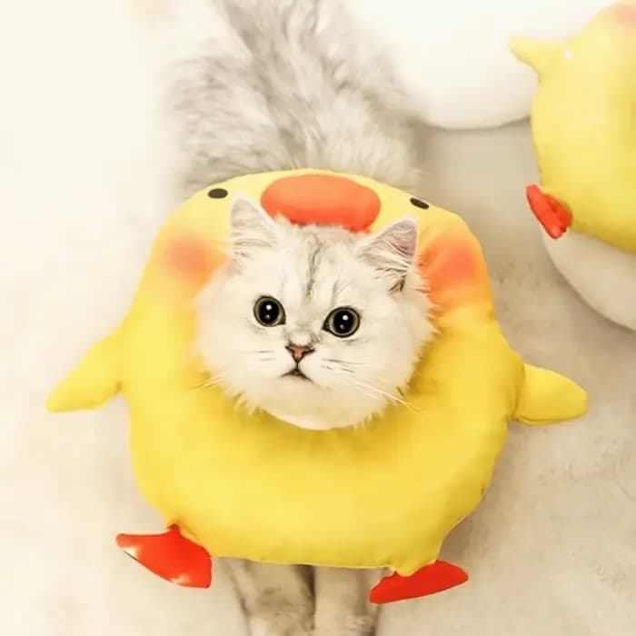 Collier éлизабетанский réglable pour chat