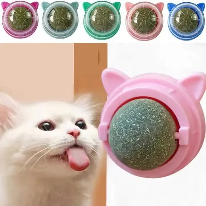 Snacks d'herbe pour chat