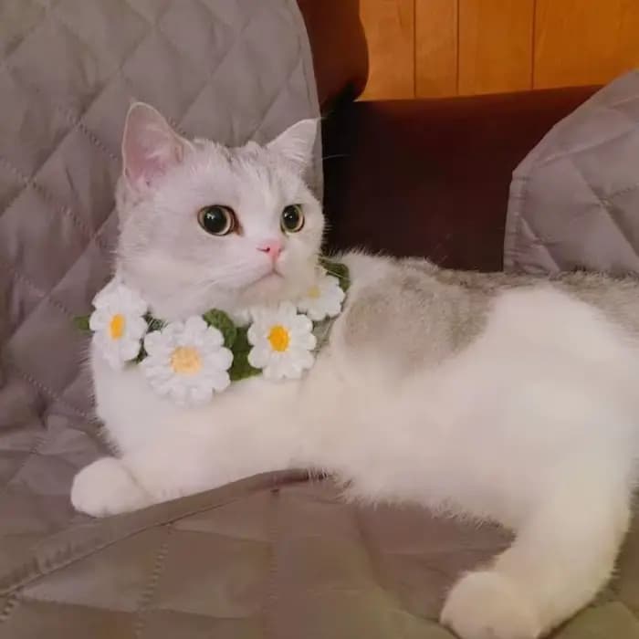 Collier tricoté à la main pour animaux de compagnie