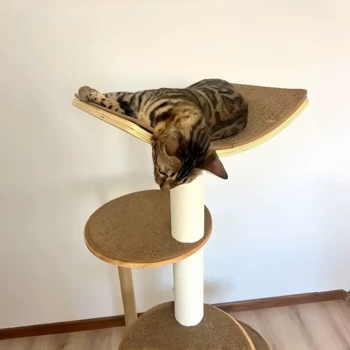 Arbre à chat d'intérieur moderne de luxe en bois courbé avec sisal durable