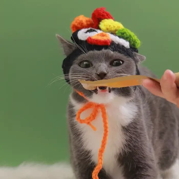 Accessoires pour chats
