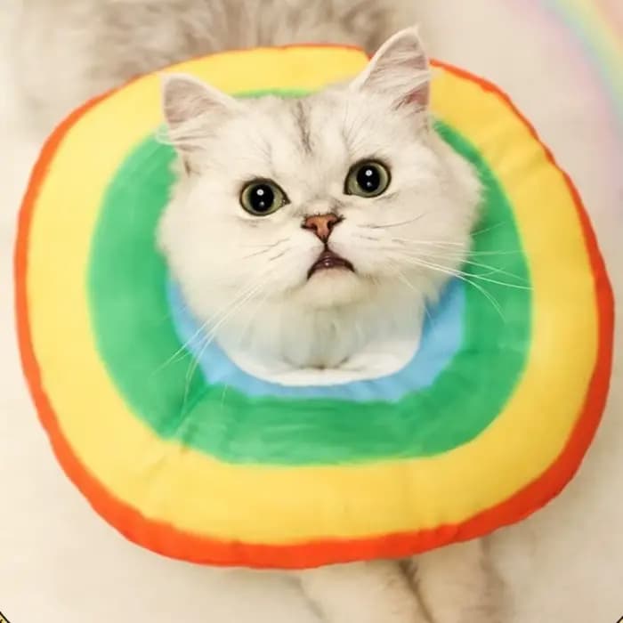Collier élisabéthain réglable pour chat