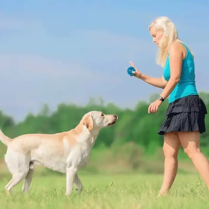 Jouets pour animaux de compagnie