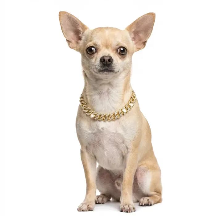Collier de luxe pour chat