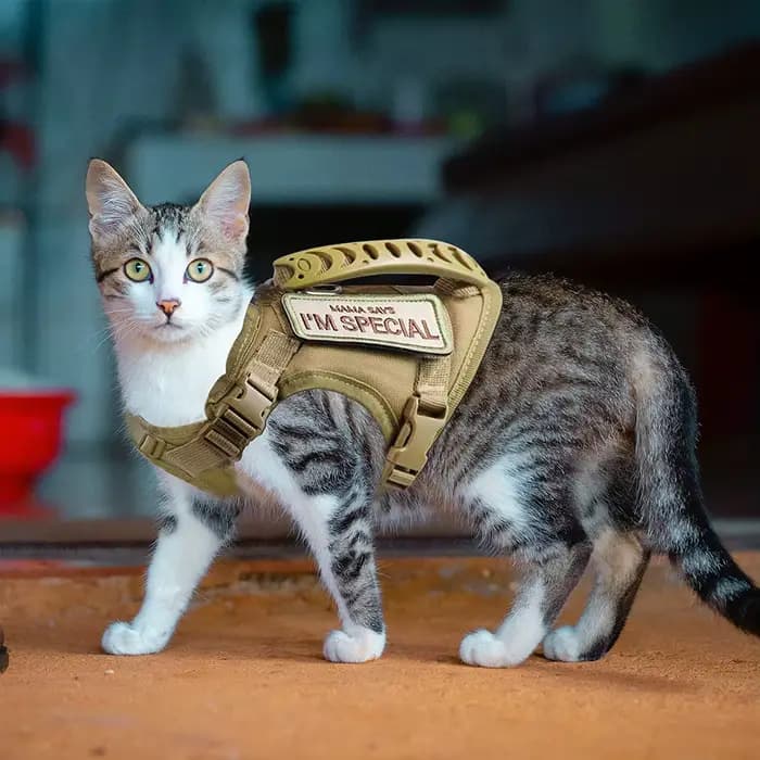 Harnais tactique pour chat