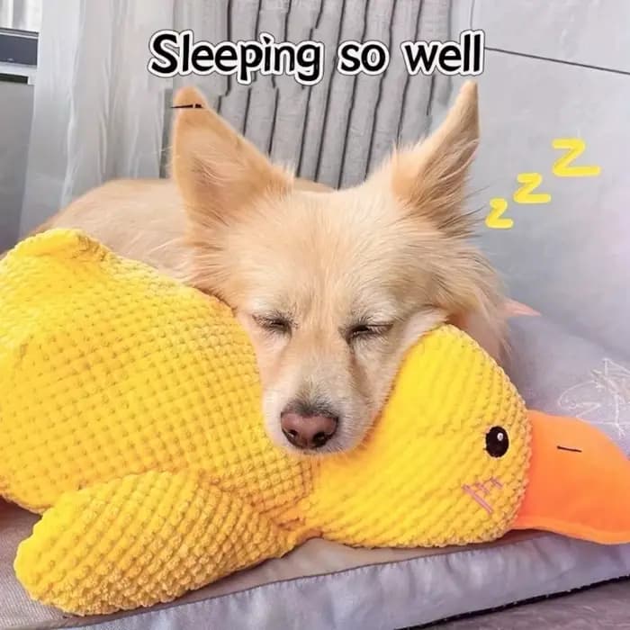 Jouet Canard Apaisant pour Chien