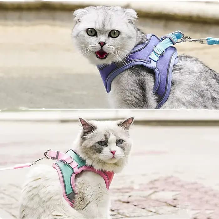 Ensemble de laisse et de collier pour chat
