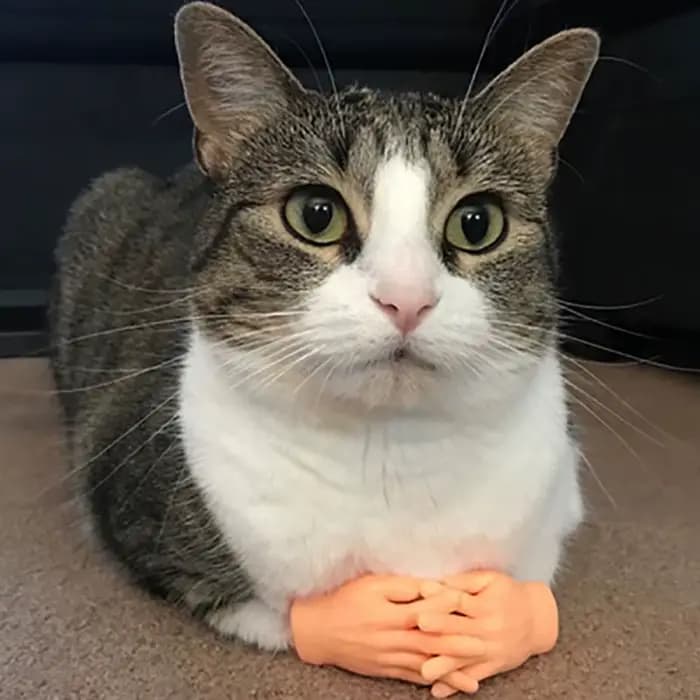 Mini mains amusantes pour taquiner le chat