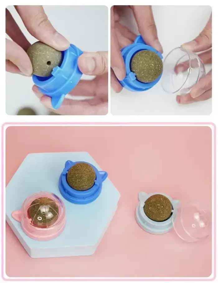 Snacks d'herbe pour chat