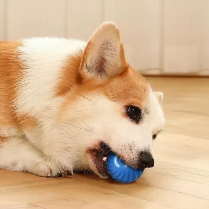 Balle de jeu pour animaux de compagnie