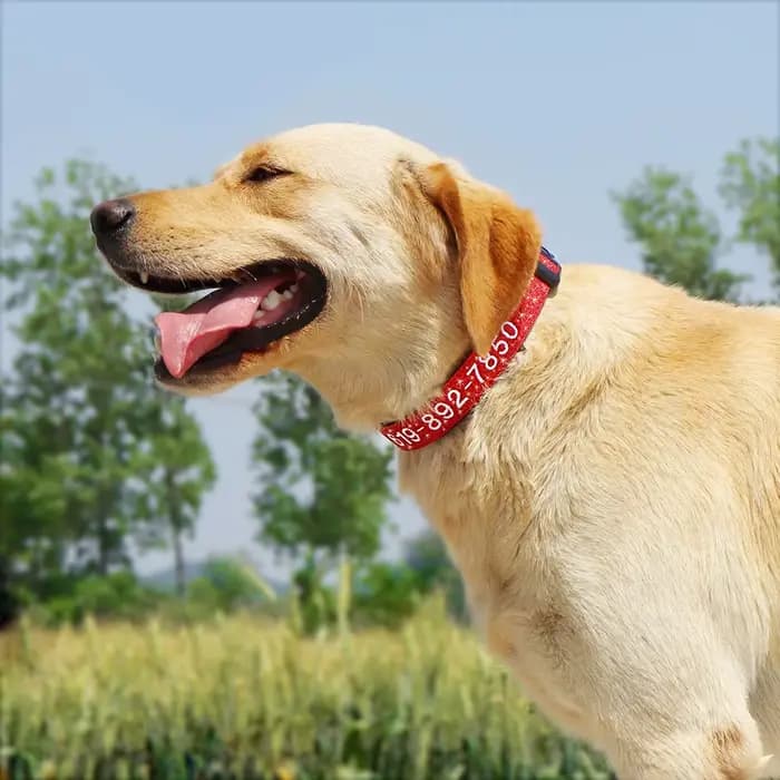 Collier de chien brodé en Nylon réglable, accessoires de nom d'identification personnalisé, colliers