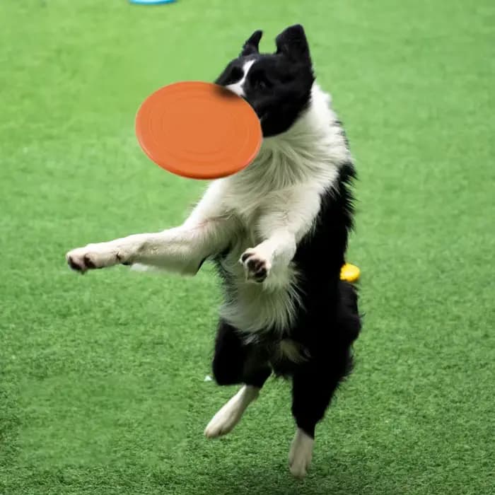 Soucoupe volante en Silicone, jouet amusant pour chien et chat, jeu pour chien, disques volants rési