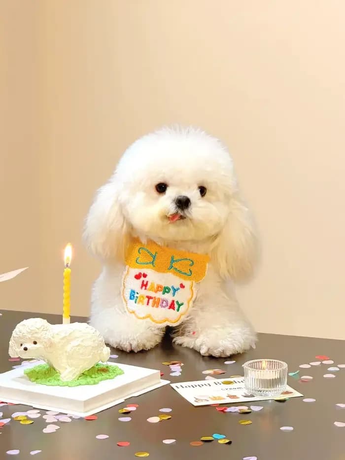 Bavoir et chapeau d'anniversaire pour chat et chien, mini bandana réglable pour chien et chat, acces
