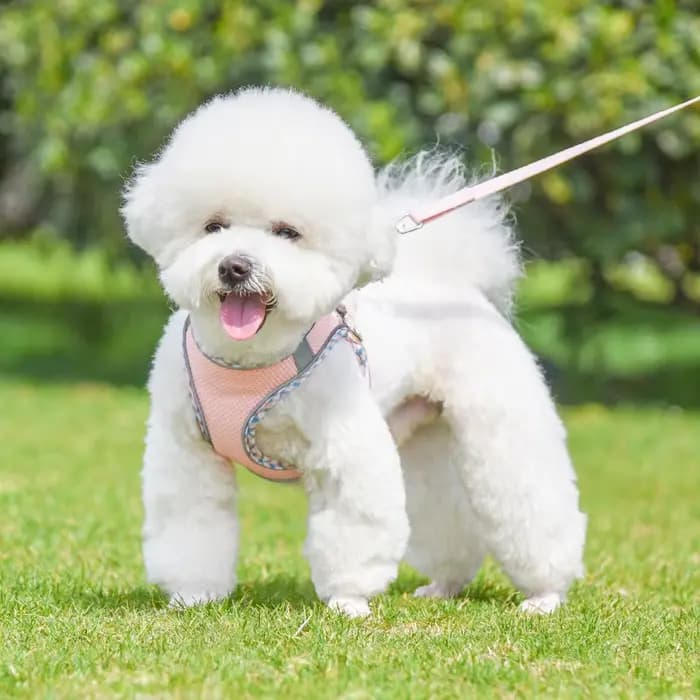 Ensemble harnais et laisse pour chien, pince de marche en plein air, pour petits et moyens chiens, C