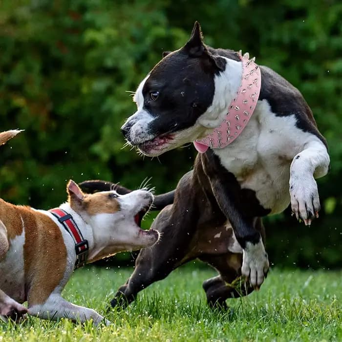 Grand collier de chien à pointes pour les races moyennes et grandes L-3XL Pitbull Mastiff Boxer cuir