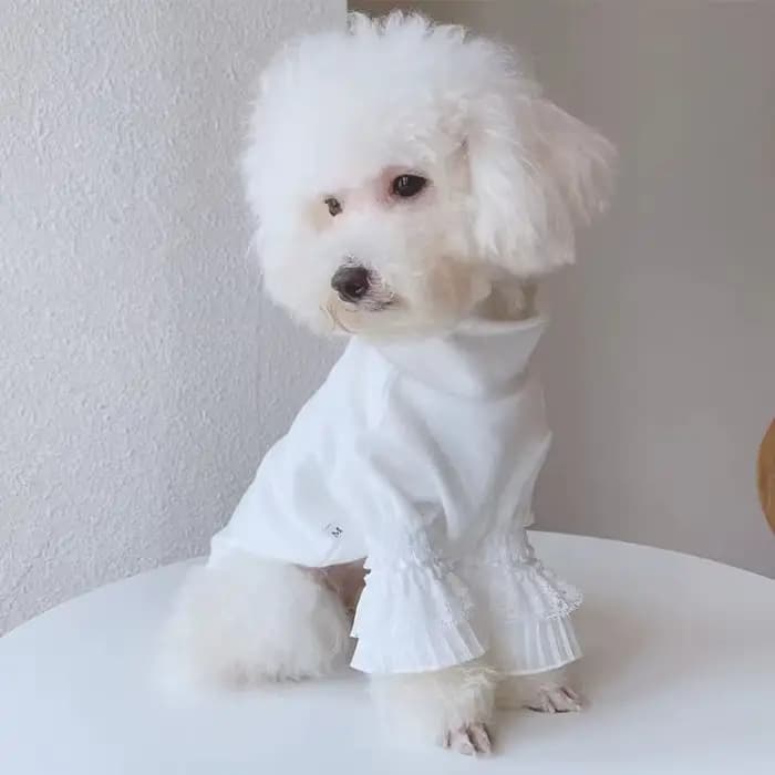Chien pur blanc chemise à bascule vêtements pour animaux de compagnie blanc chiot chat Teddy printem