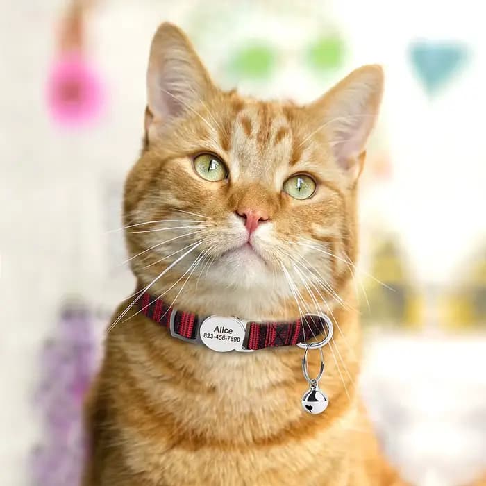 Collier d'identification de chat personnalisé Anti-perte chiot chats colliers de nom d'identificatio