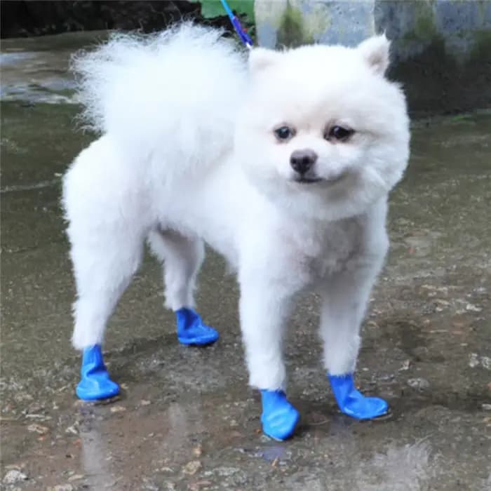 Bottes de pluie imperméables coordonnantes pour animaux de compagnie, bottes en caoutchouc pour ball