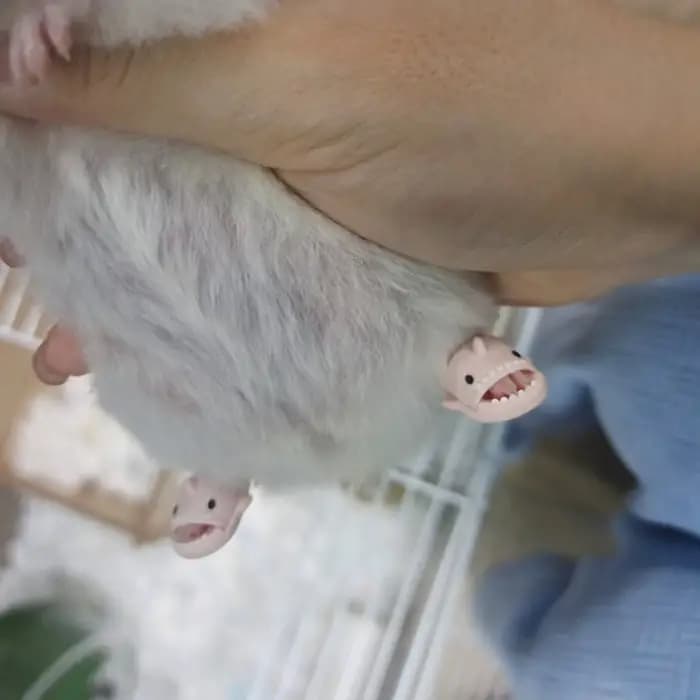 Mini chaussures de Hamster, pantoufles ours doré, pantoufles de requin mignonnes, Costume de Cosplay